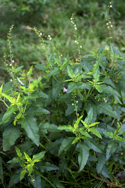 Croton bonplandianus Photo 1