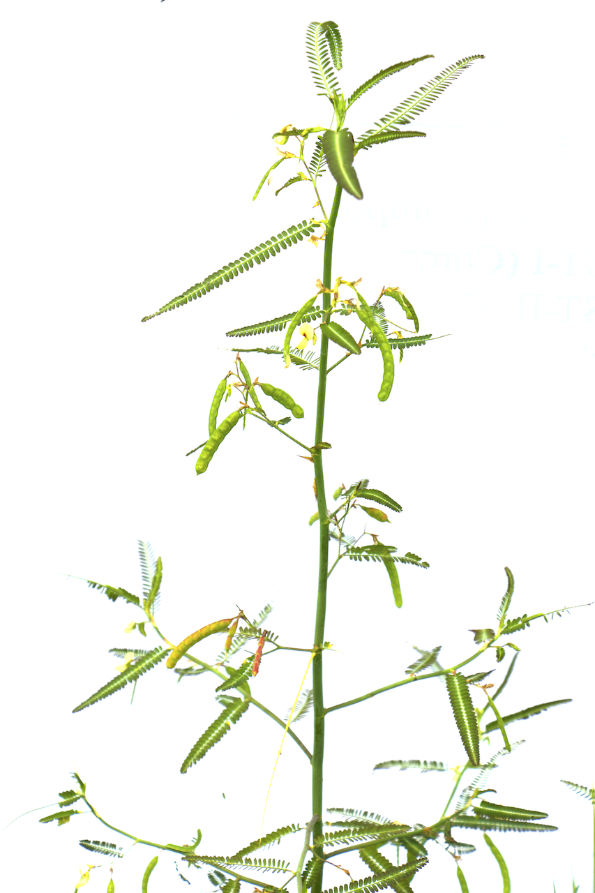 Aeschynomene aspera Photo 1