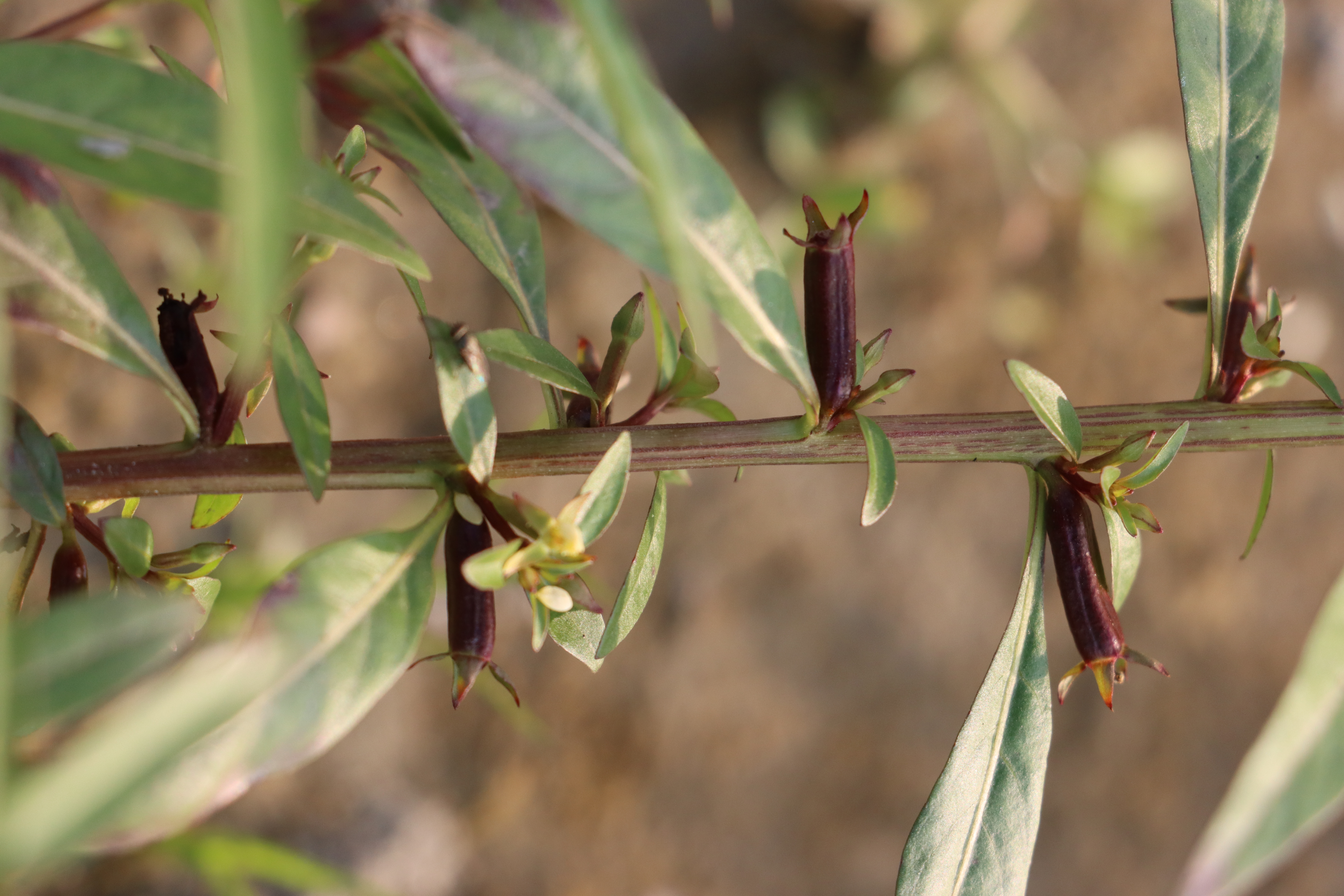 Ludwigia hyssopifolia Photo 1