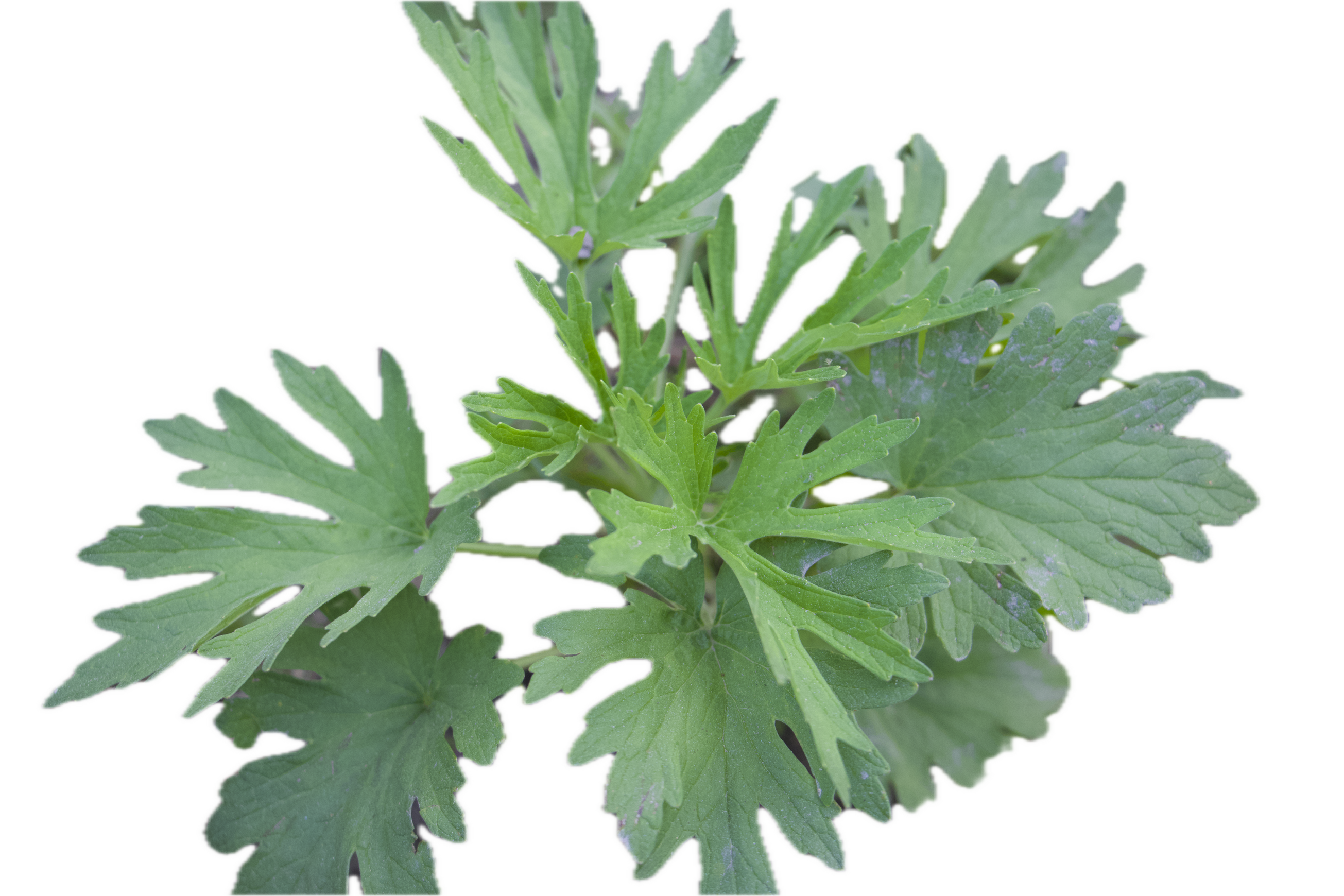 Parthenium hysterophorus Photo 1