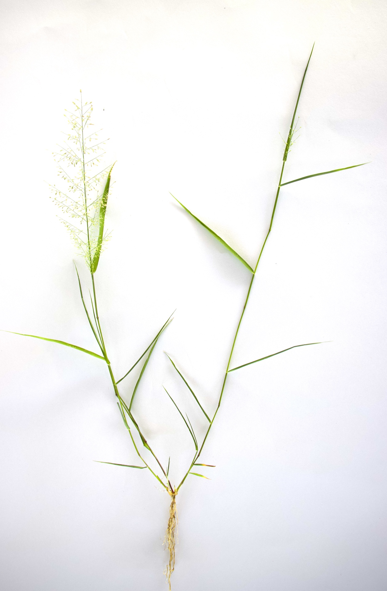 Eragrostis amabilis Photo 1