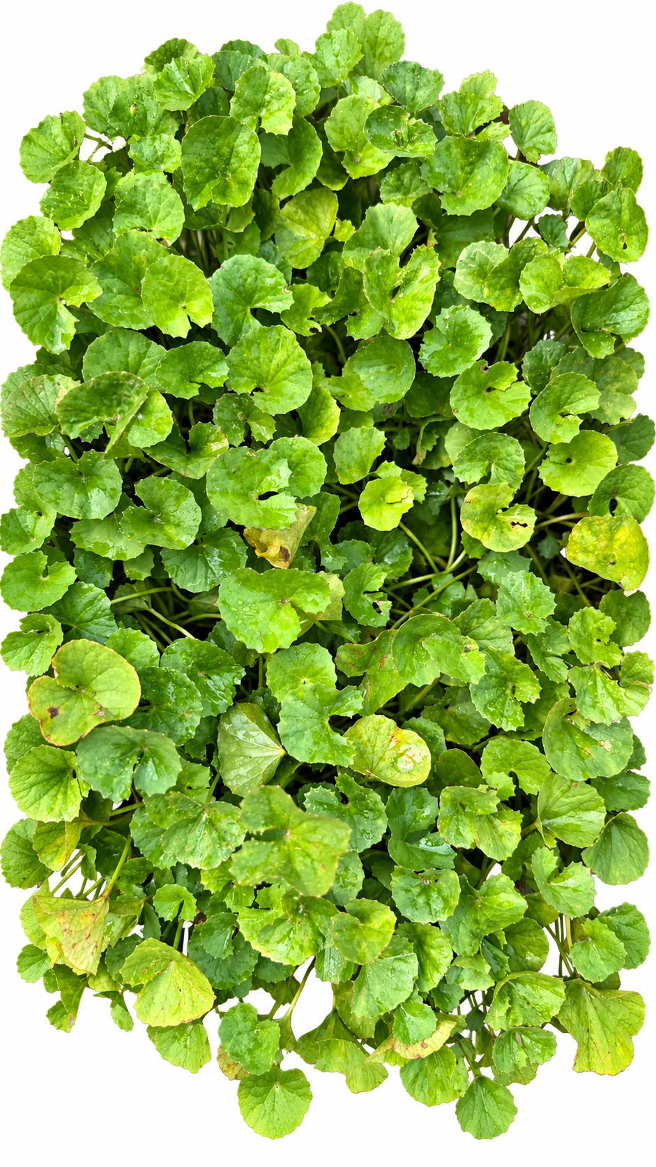Centella asiatica Photo 1