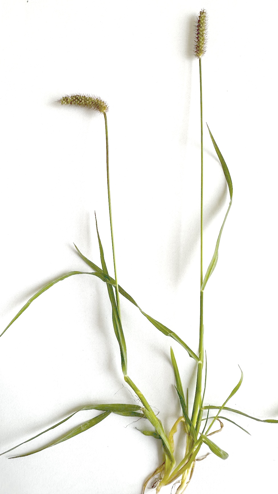 Setaria viridis Photo 1
