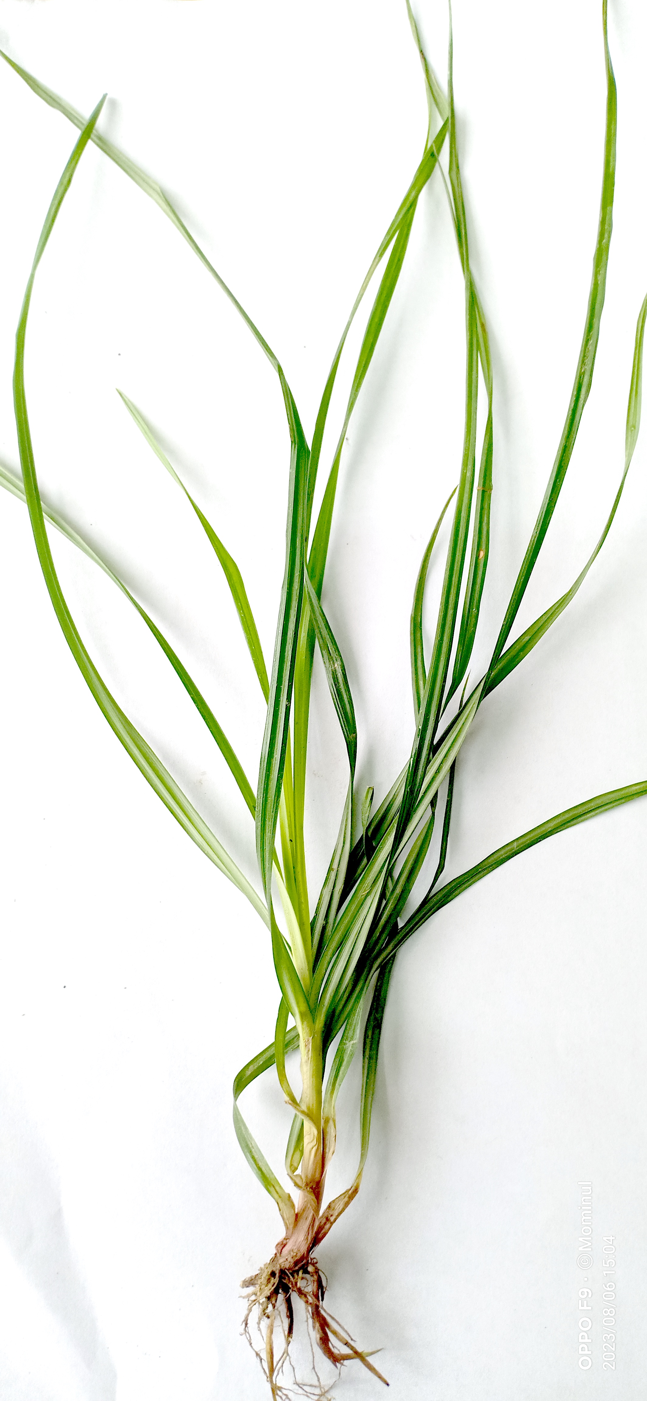 Cyperus rotundus Photo 1