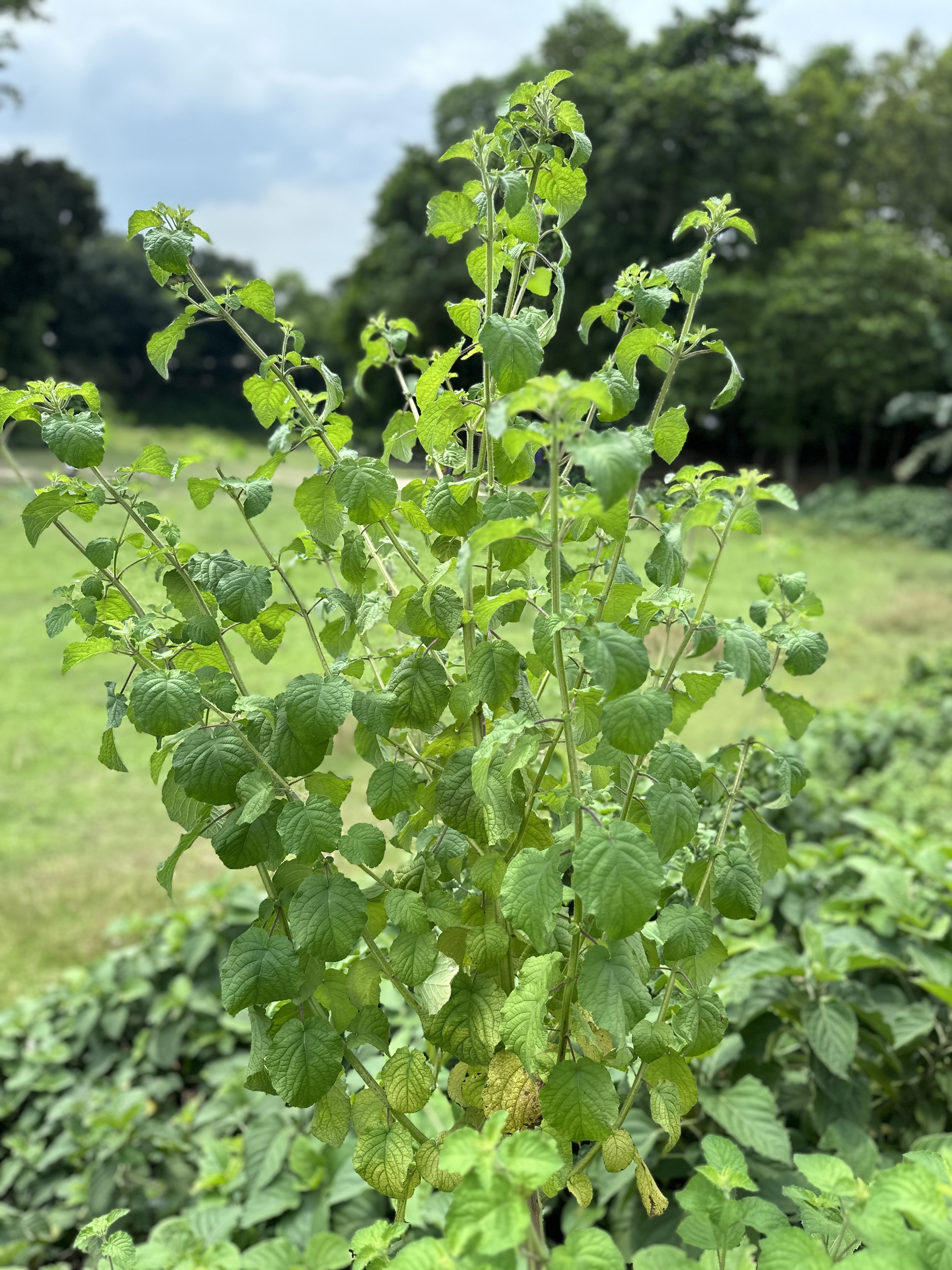 Hyptis suaveolens Photo 1