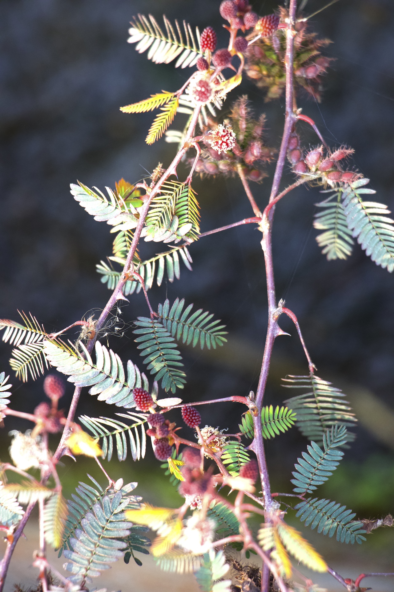 Mimosa pudica Photo 1