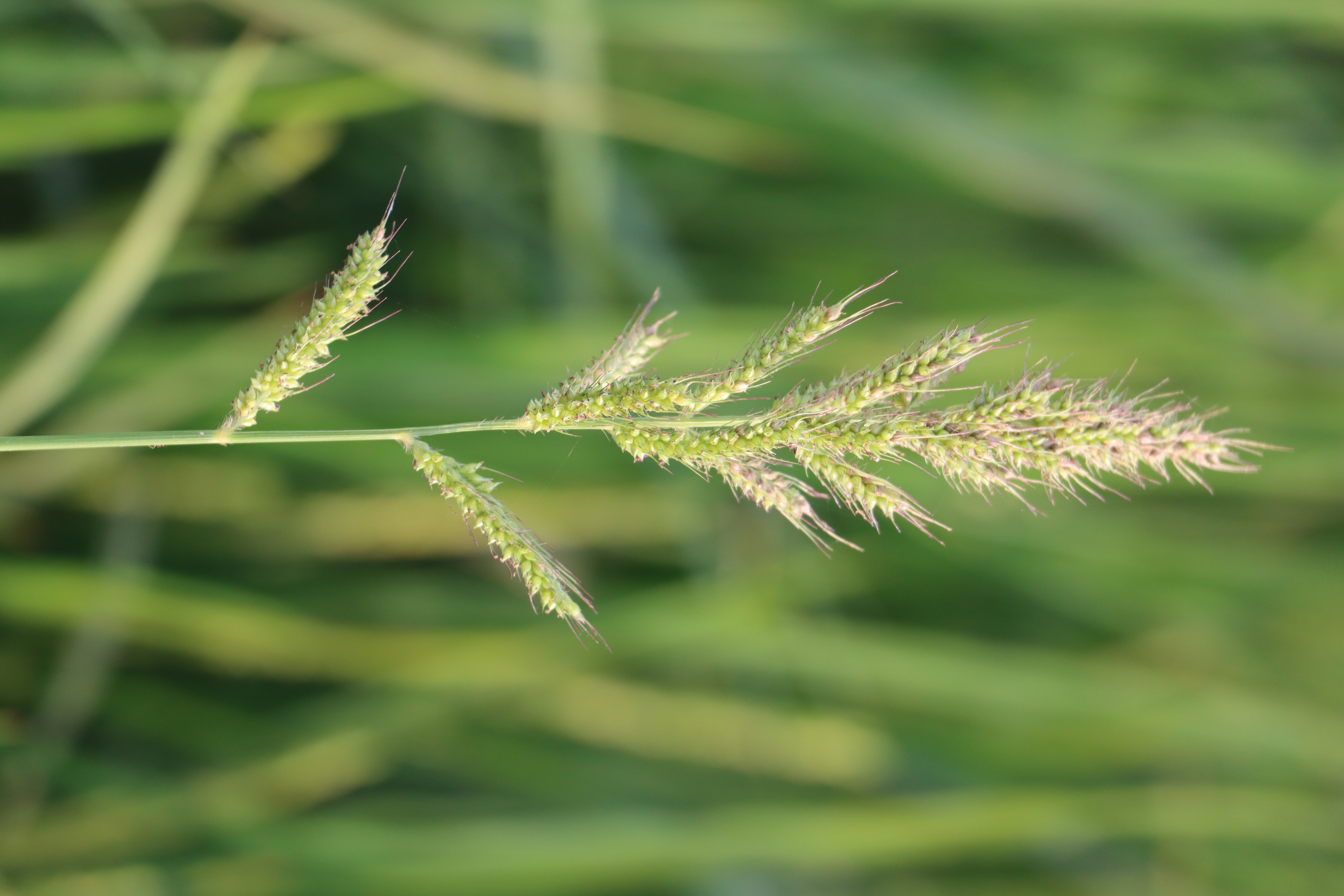 Echinochloa crus-galli Photo 1