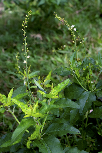 Croton bonplandianus Photo 2