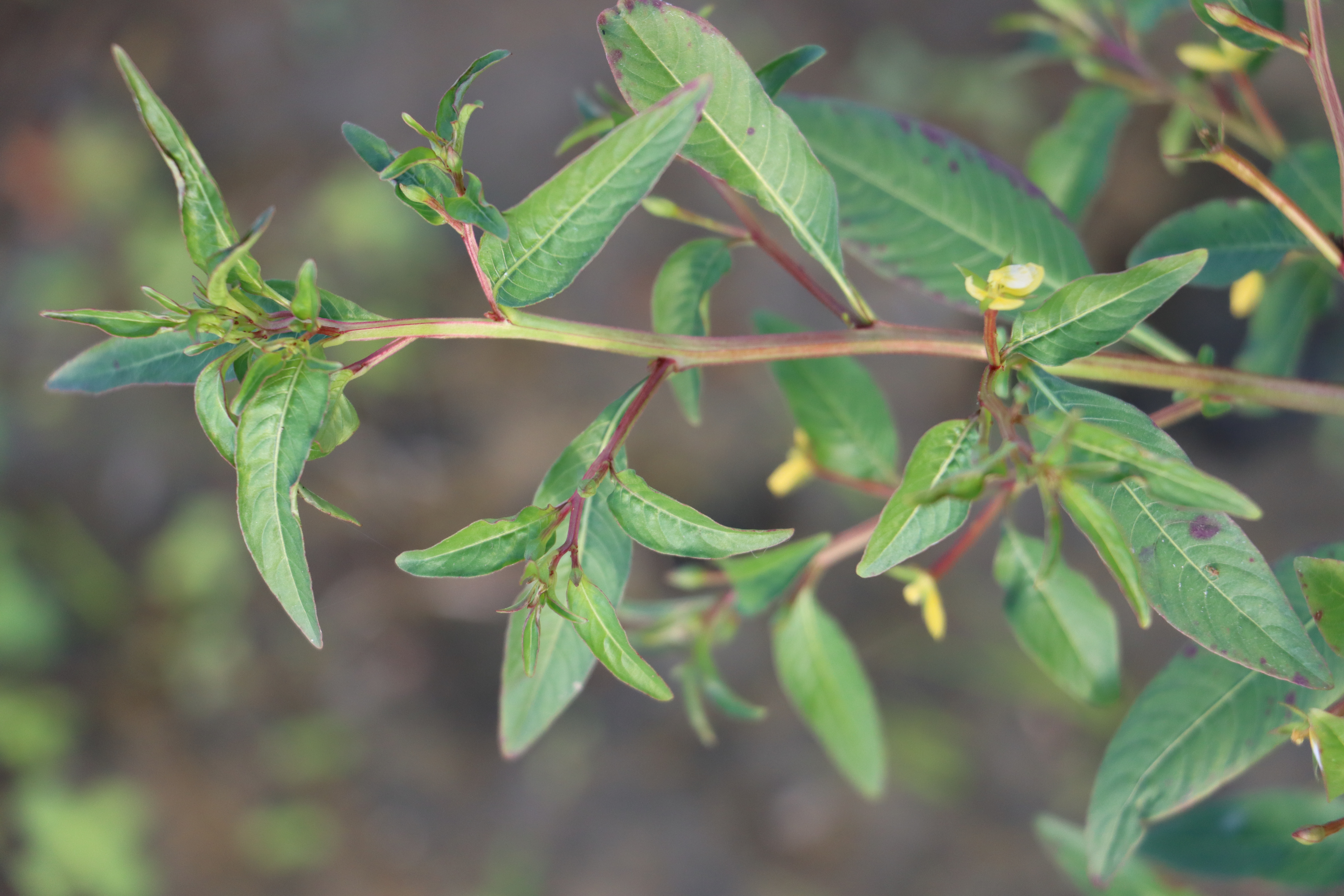 Ludwigia hyssopifolia Photo 2