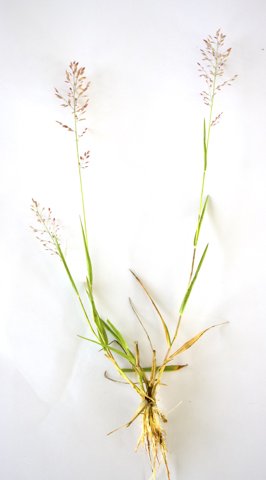 Eragrostis unioloides Photo 1