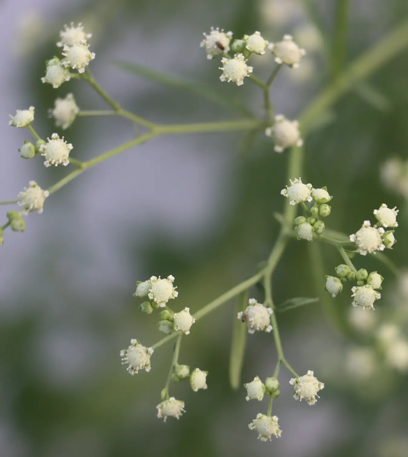 Parthenium hysterophorus Photo 2