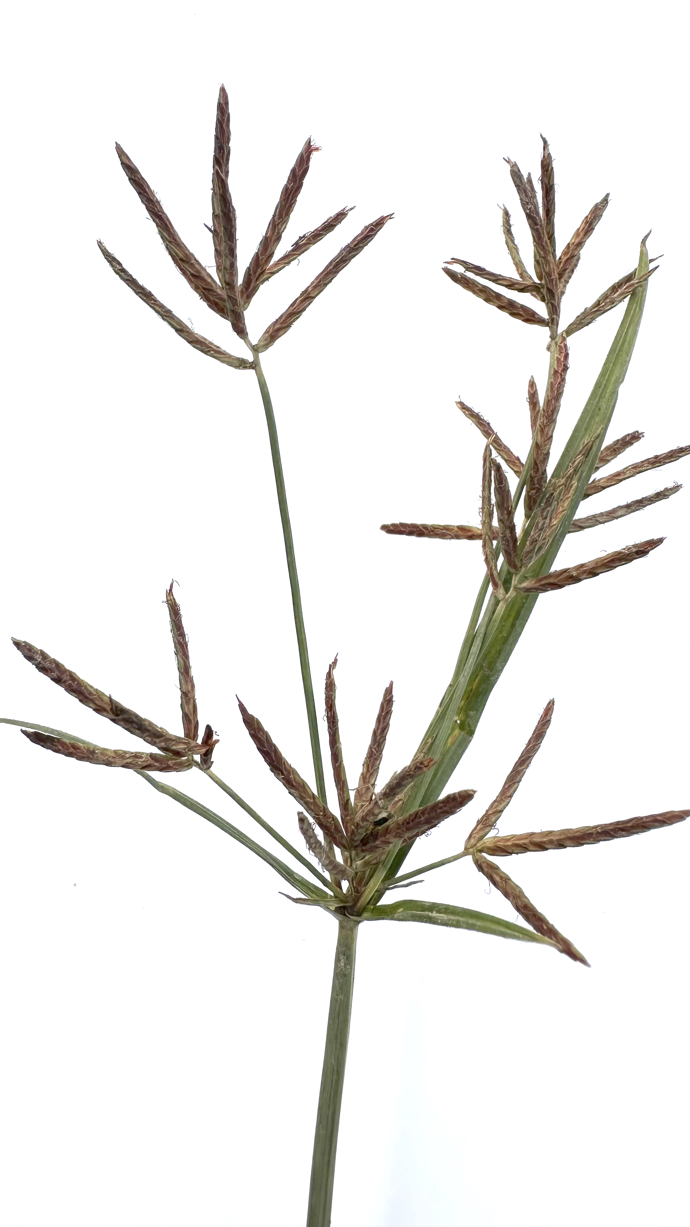 Cyperus rotundus Photo 2