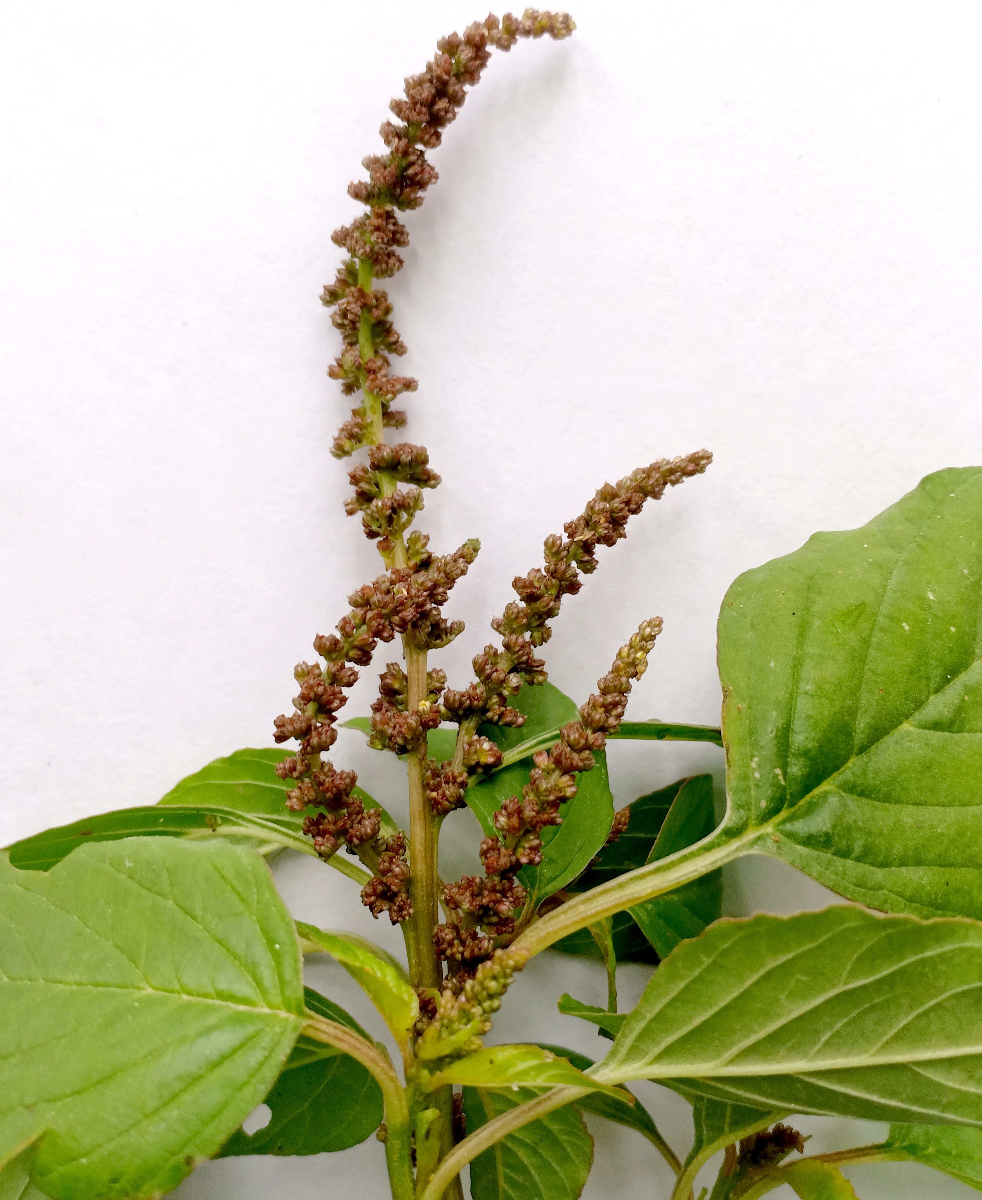 Amaranthus viridis Photo 2