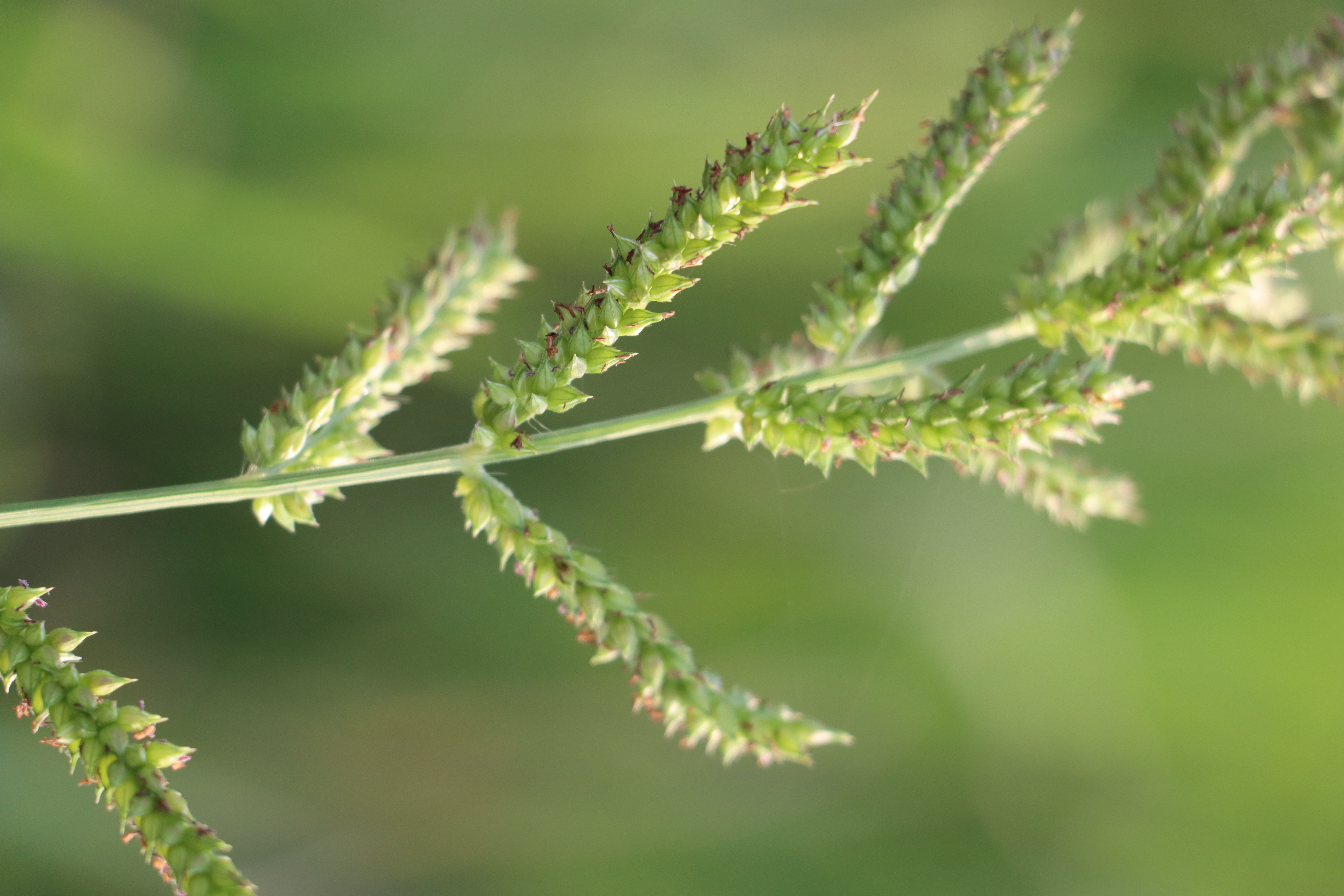 Echinochloa crus-galli Photo 2