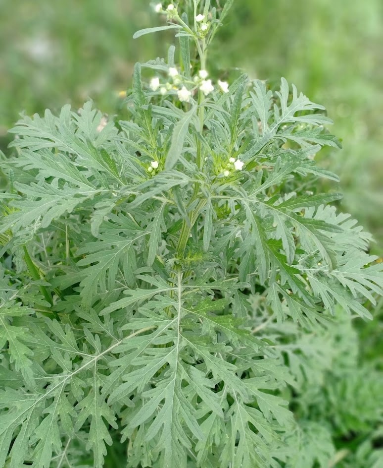 Parthenium hysterophorus Photo 5