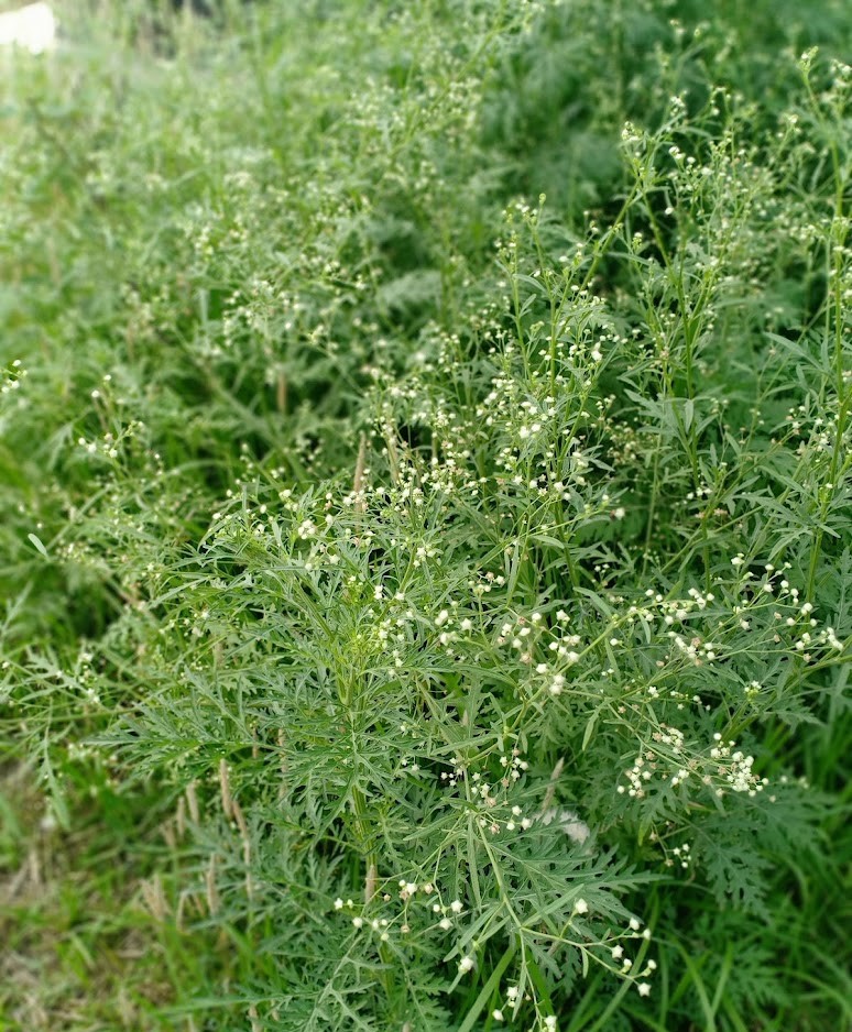 Parthenium hysterophorus Photo 4