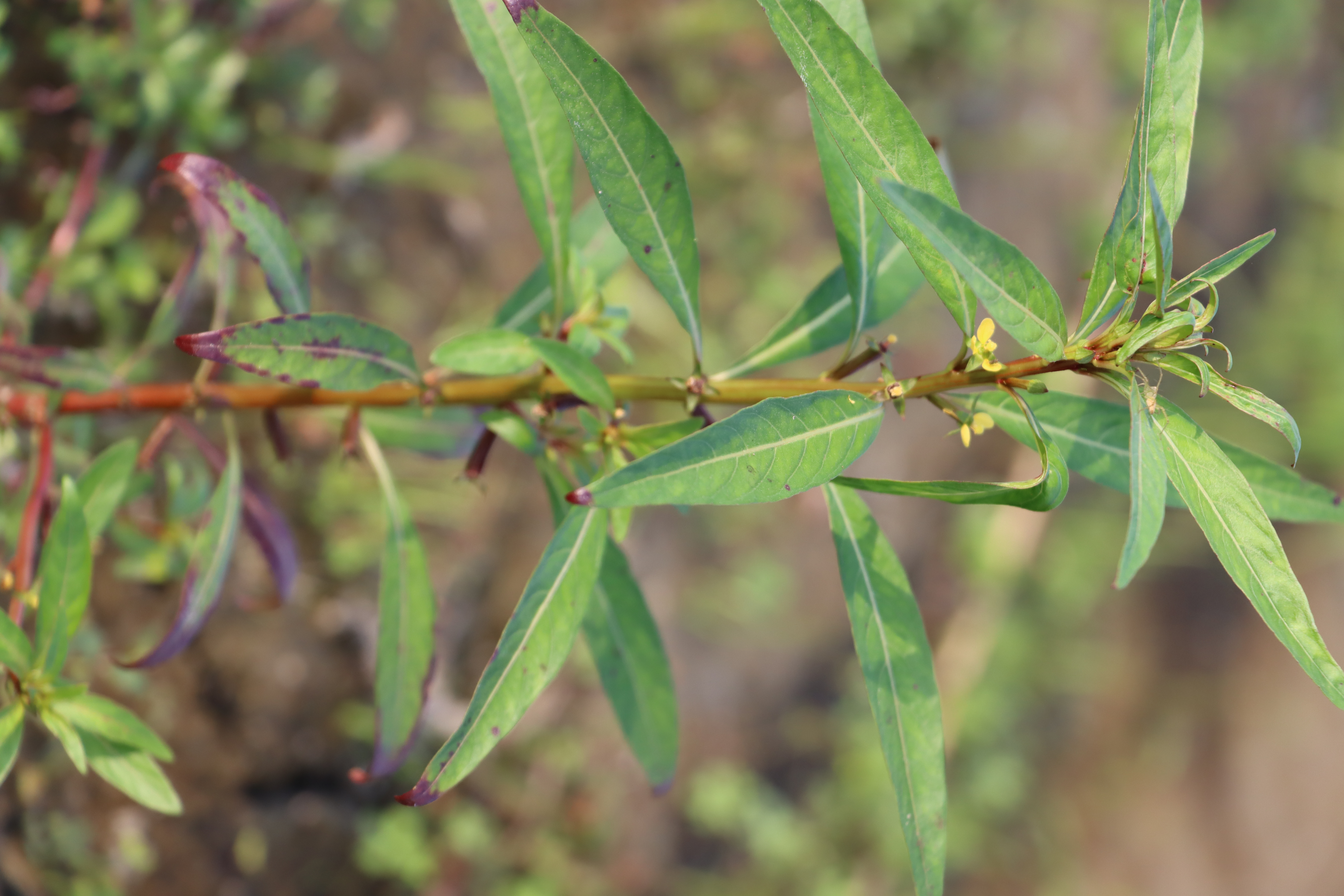 Ludwigia hyssopifolia Photo 3