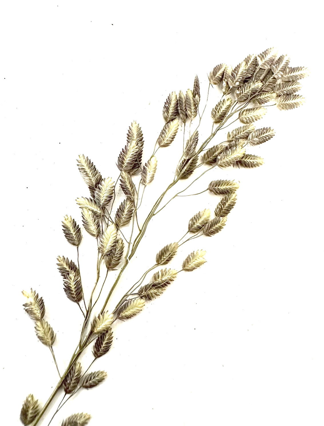 Eragrostis unioloides Photo 2