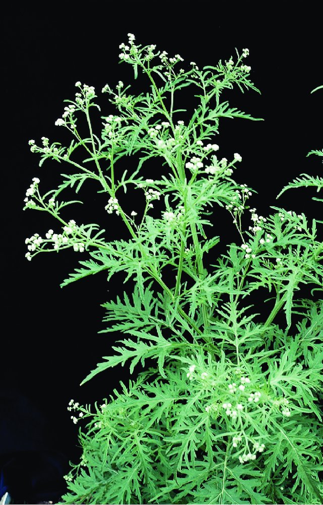 Parthenium hysterophorus Photo 3