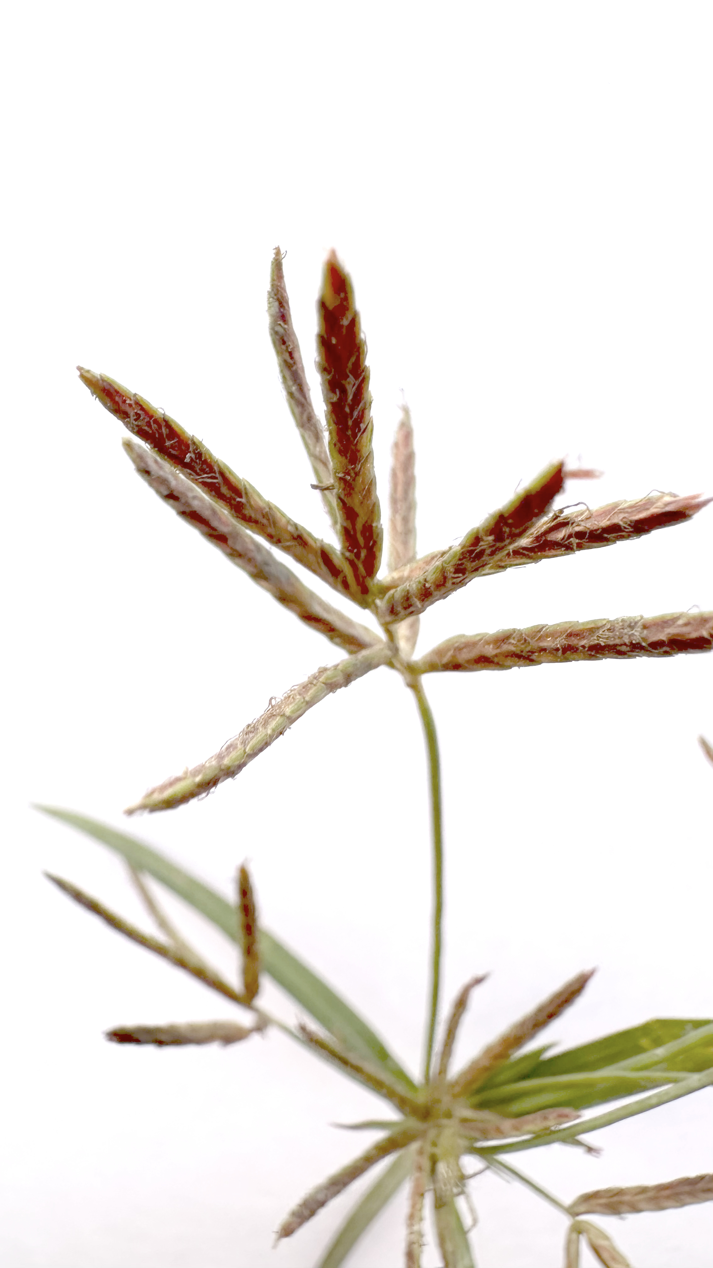 Cyperus rotundus Photo 3