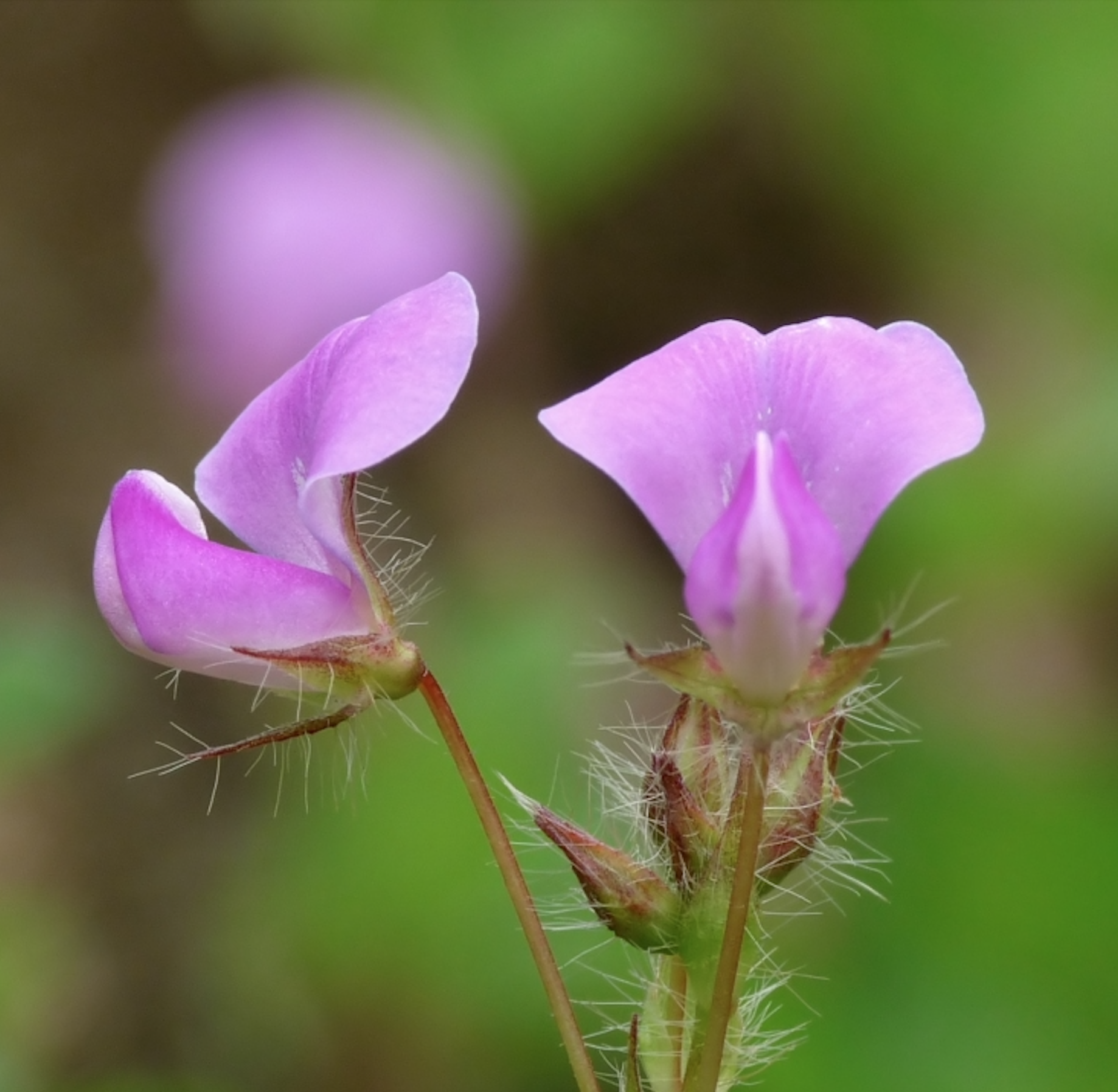 Desmodium triflorum Photo 4