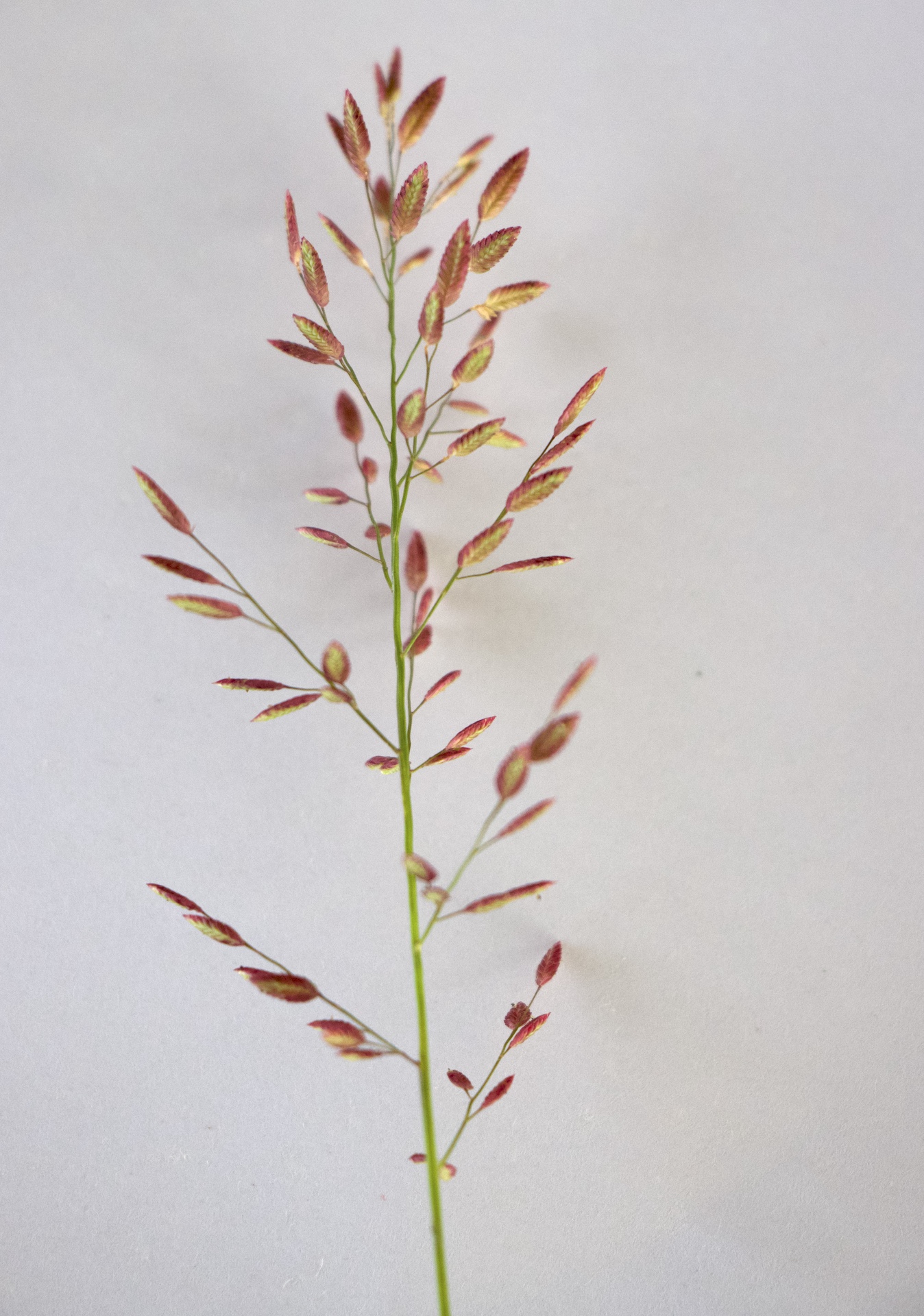 Eragrostis unioloides Photo 3