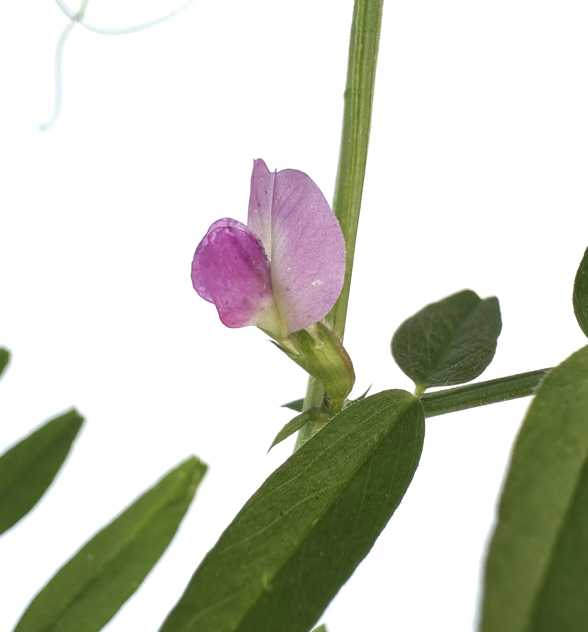 Vicia sativa Photo 6