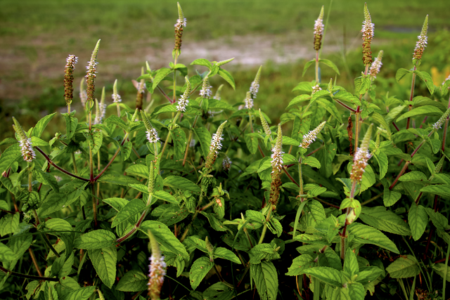 Pogostemon auricularis Photo 1