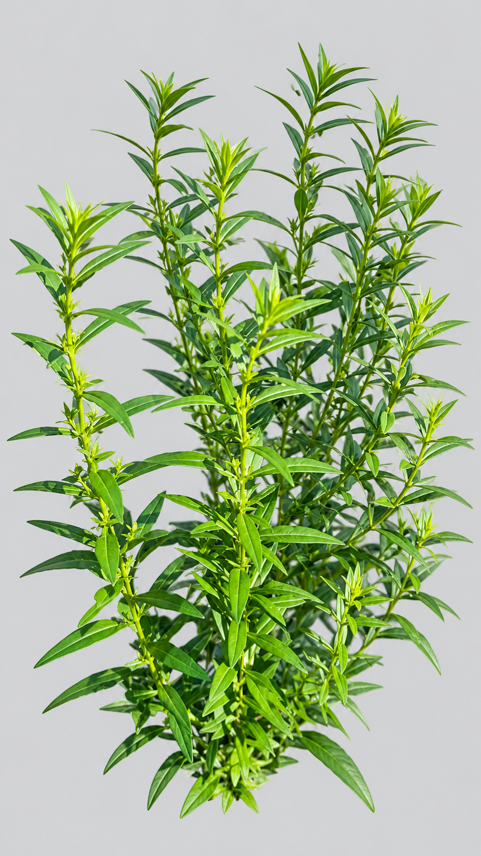 Ammannia baccifera Photo 2