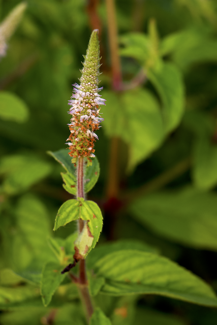 Pogostemon auricularis Photo 2