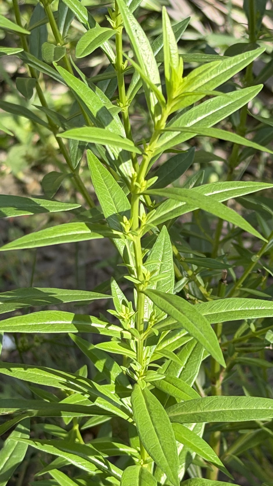 Ammannia baccifera Photo 3