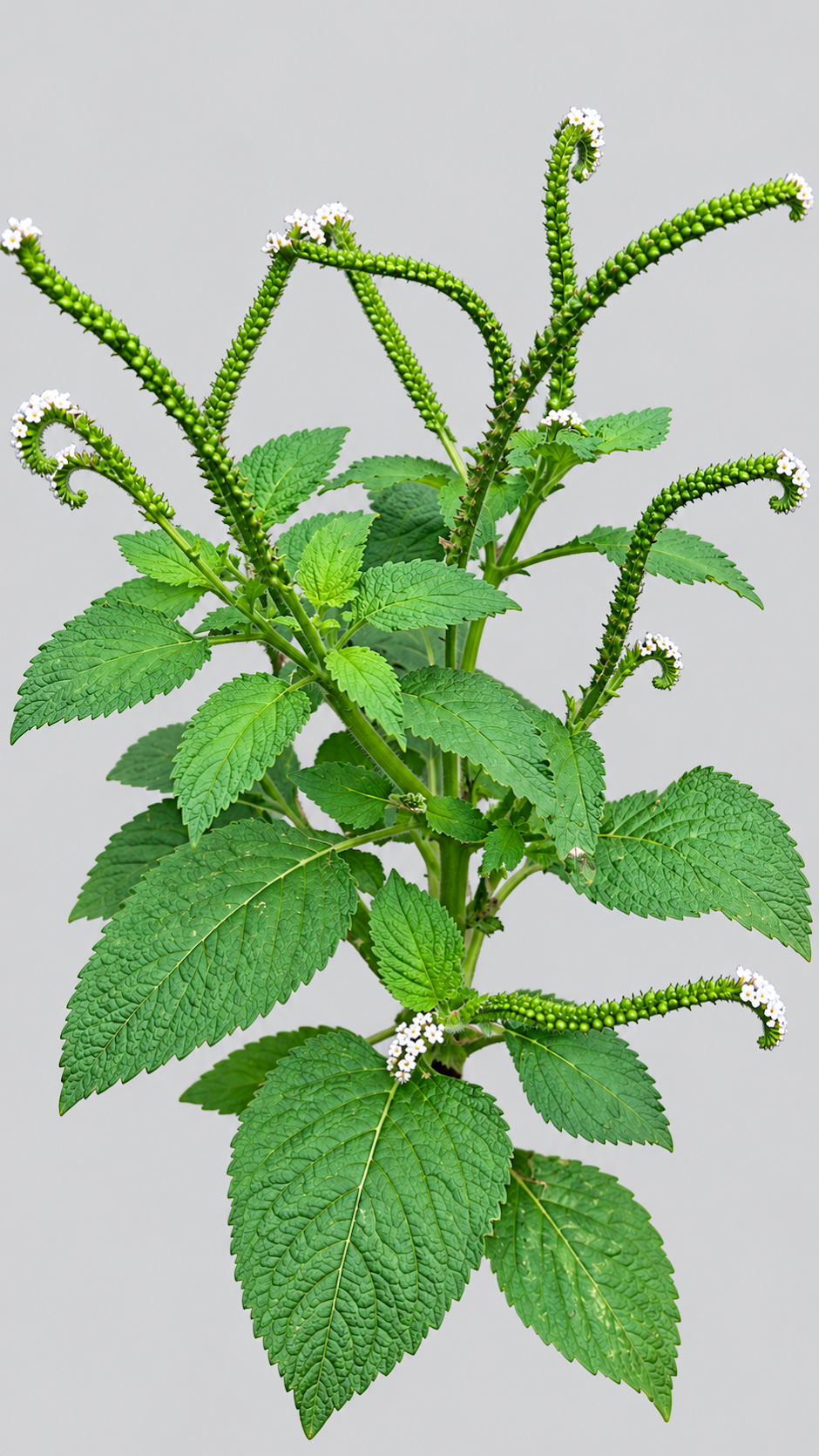Heliotropium indicum Photo 2