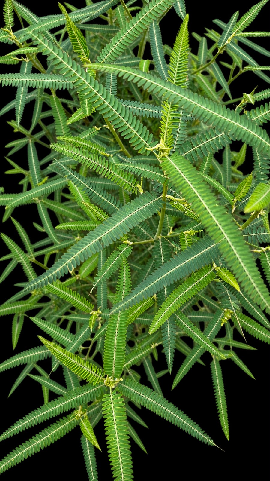 Aeschynomene aspera Photo 3